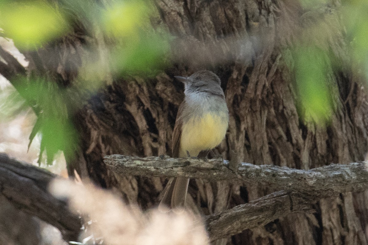Dusky-capped Flycatcher - ML444670171