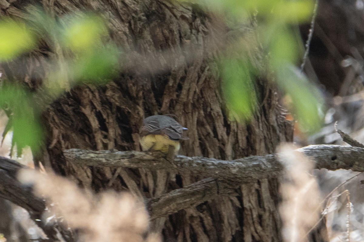 Dusky-capped Flycatcher - Terry Reid