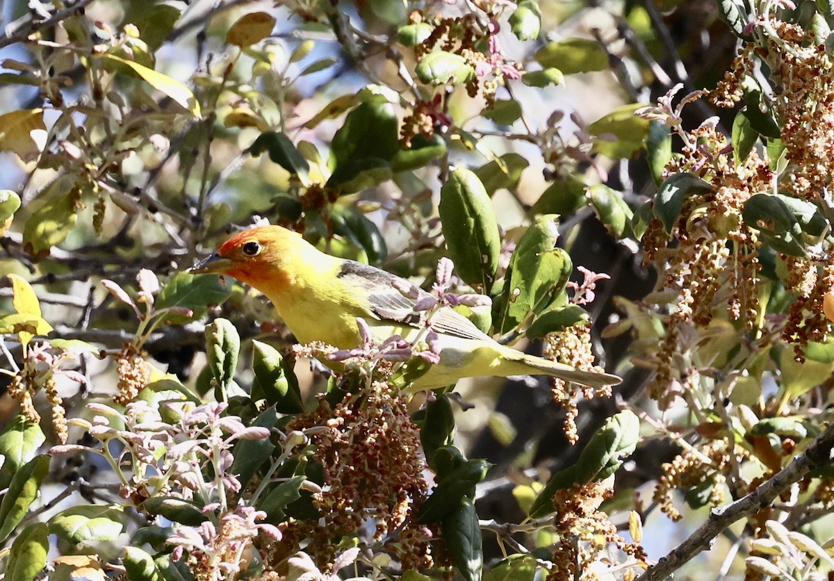 Western Tanager - ML444670211