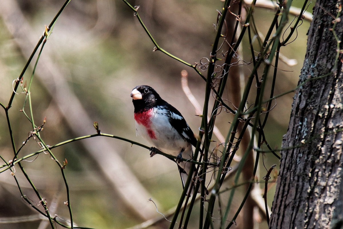 Rose-breasted Grosbeak - ML444670261