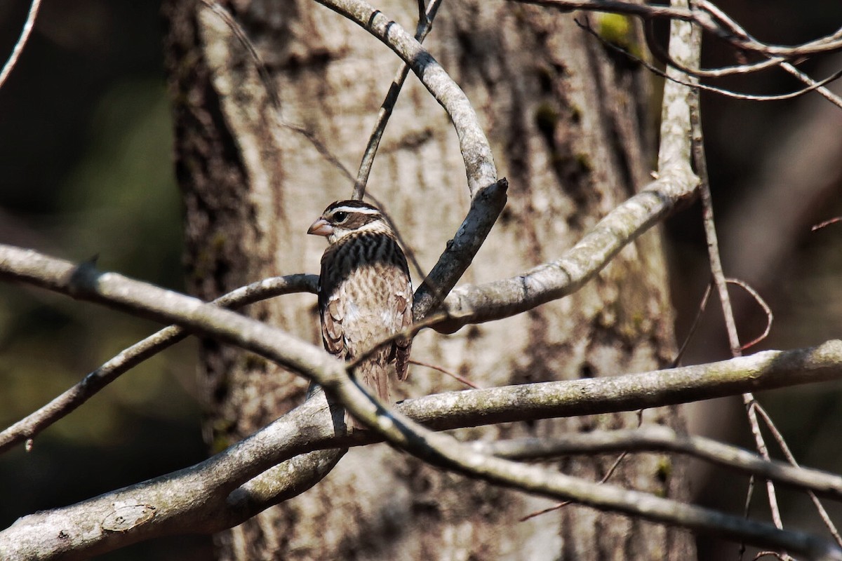 Rose-breasted Grosbeak - ML444670271