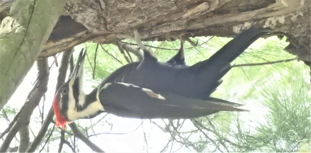 Pileated Woodpecker - ML444670401