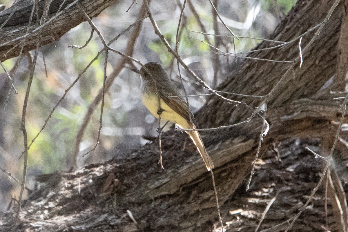 Dusky-capped Flycatcher - Terry Reid