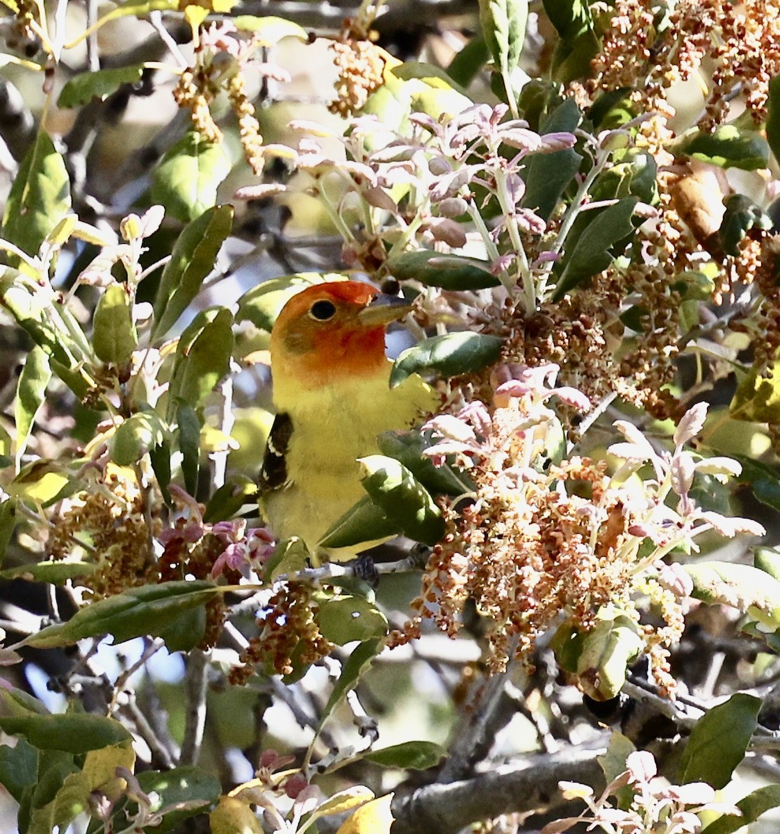 Western Tanager - ML444670521