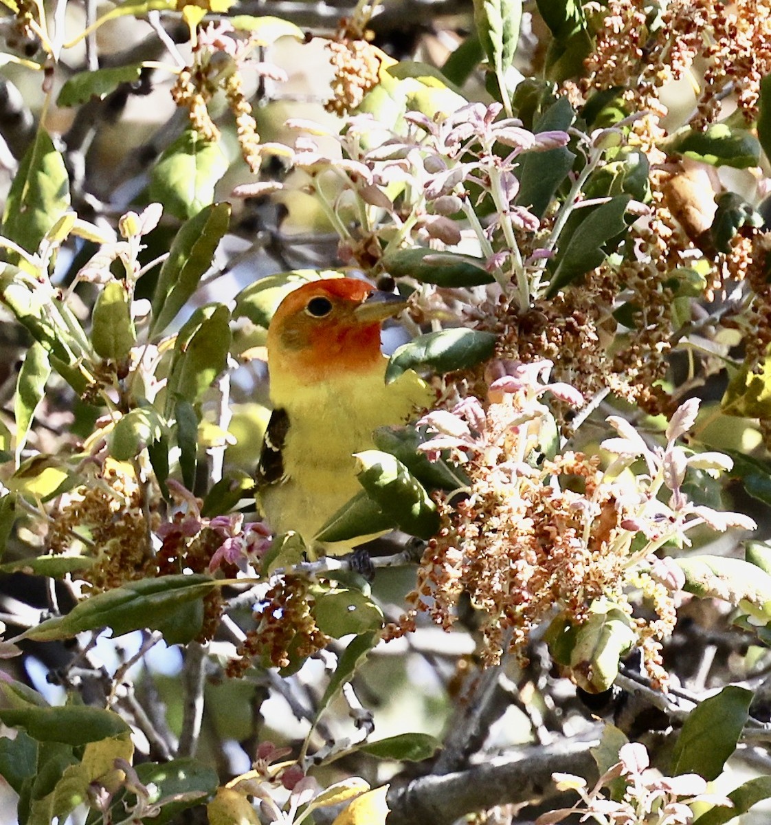 ニシフウキンチョウ - ML444670521