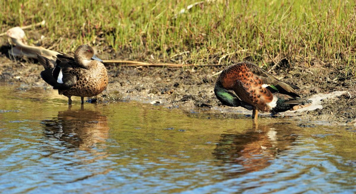 Chestnut Teal - ML444671131