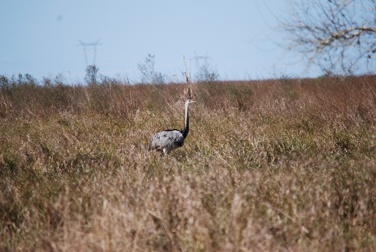 Greater Rhea - ML444671851