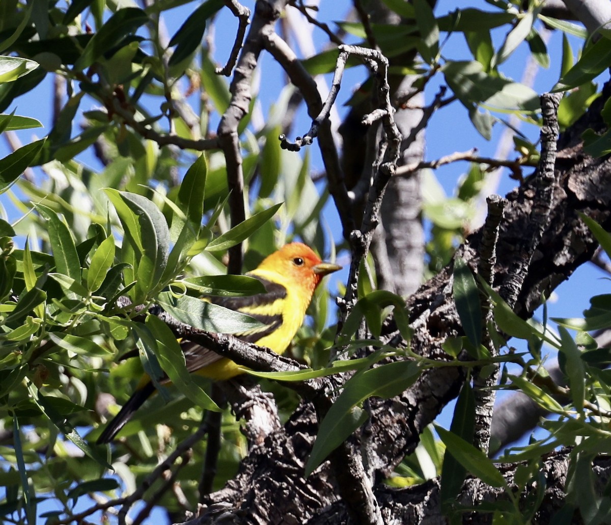 Western Tanager - ML444671981