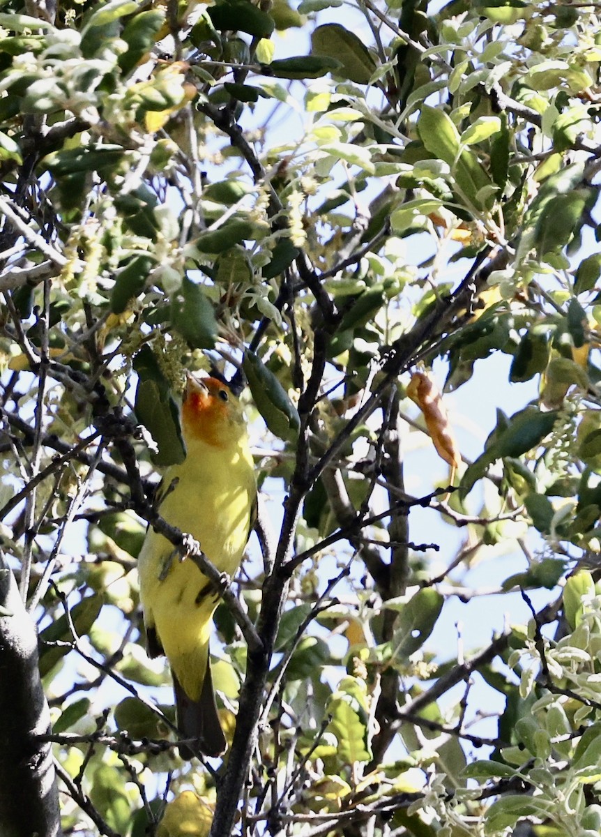 Western Tanager - ML444672131