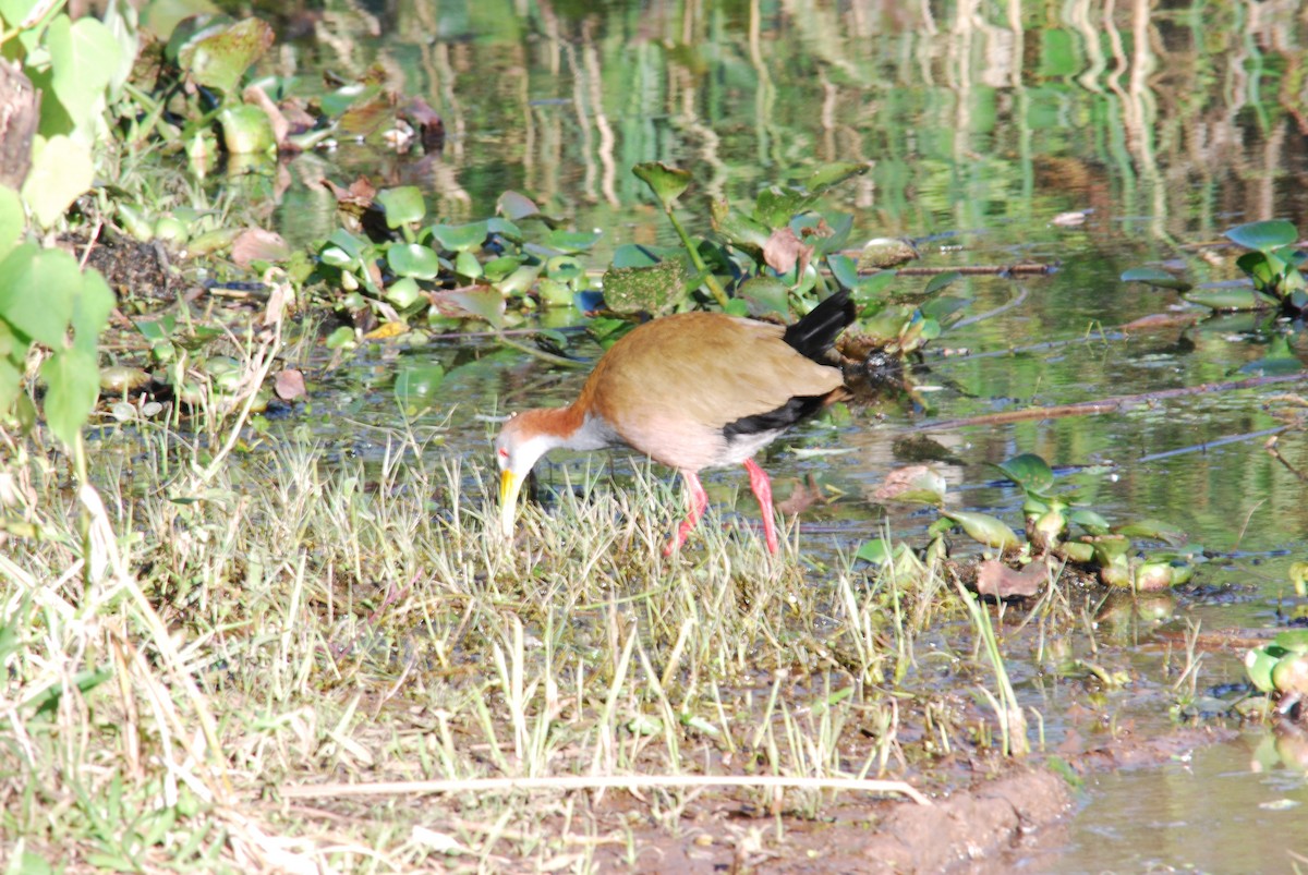 Giant Wood-Rail - ML444672421