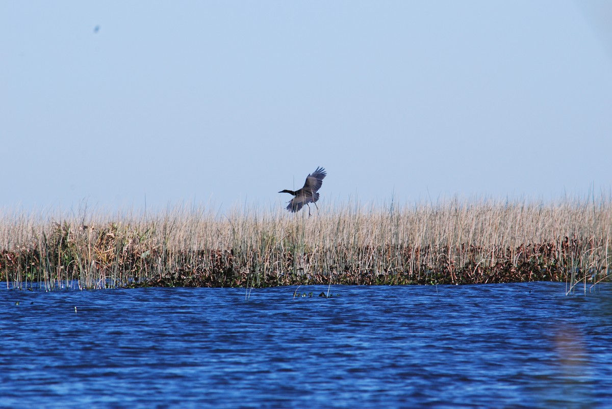 Striated Heron - ML444672481