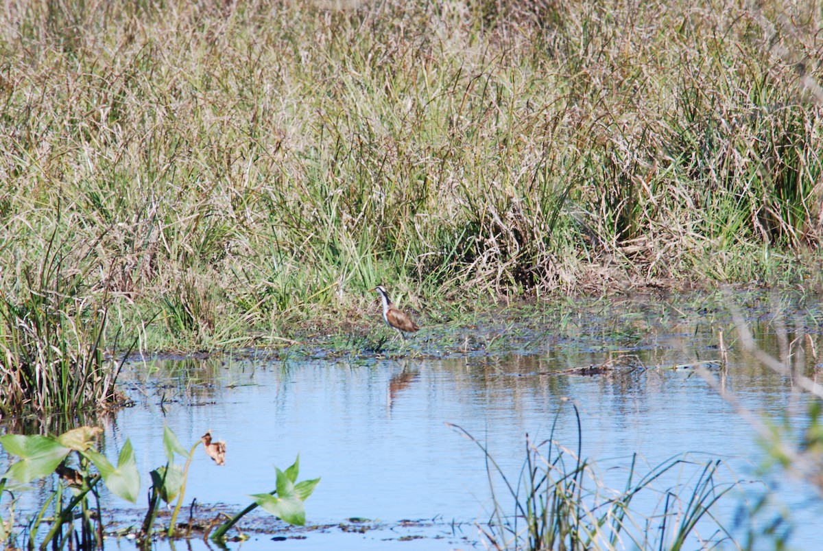 Wattled Jacana - ML444672511