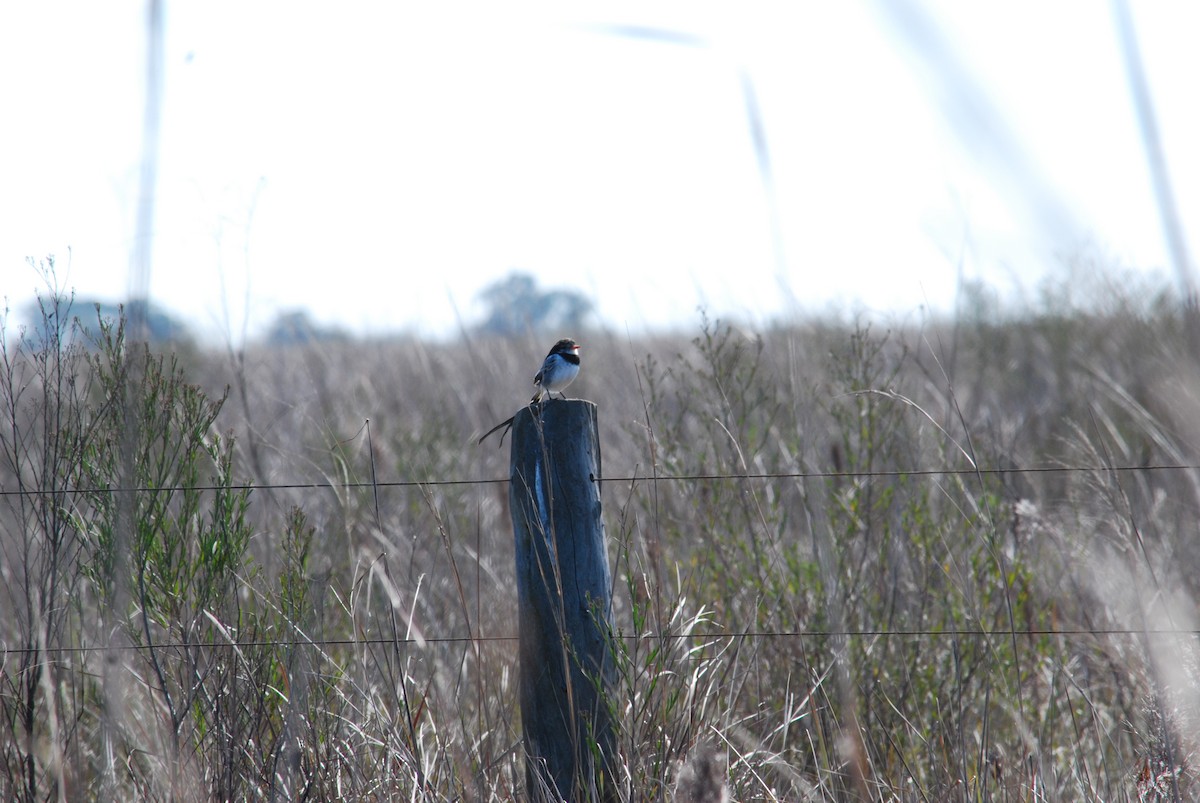 Strange-tailed Tyrant - Laura Garcia