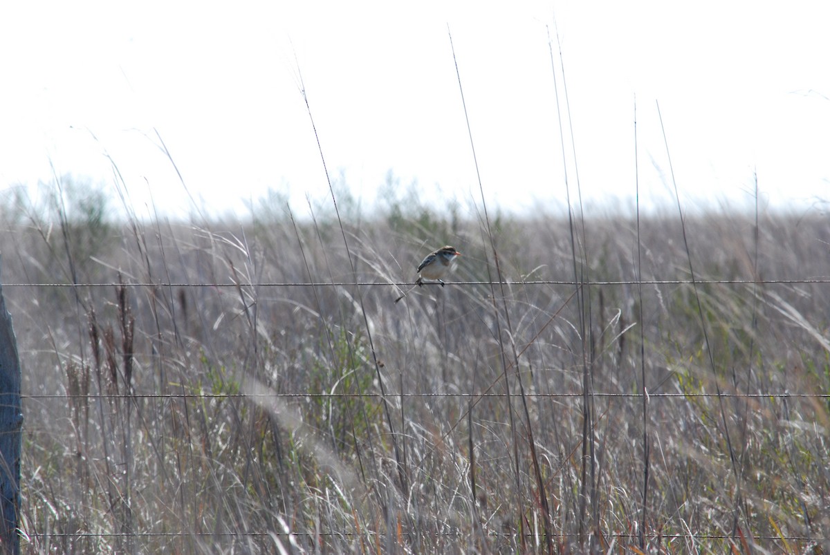 Strange-tailed Tyrant - ML444673221