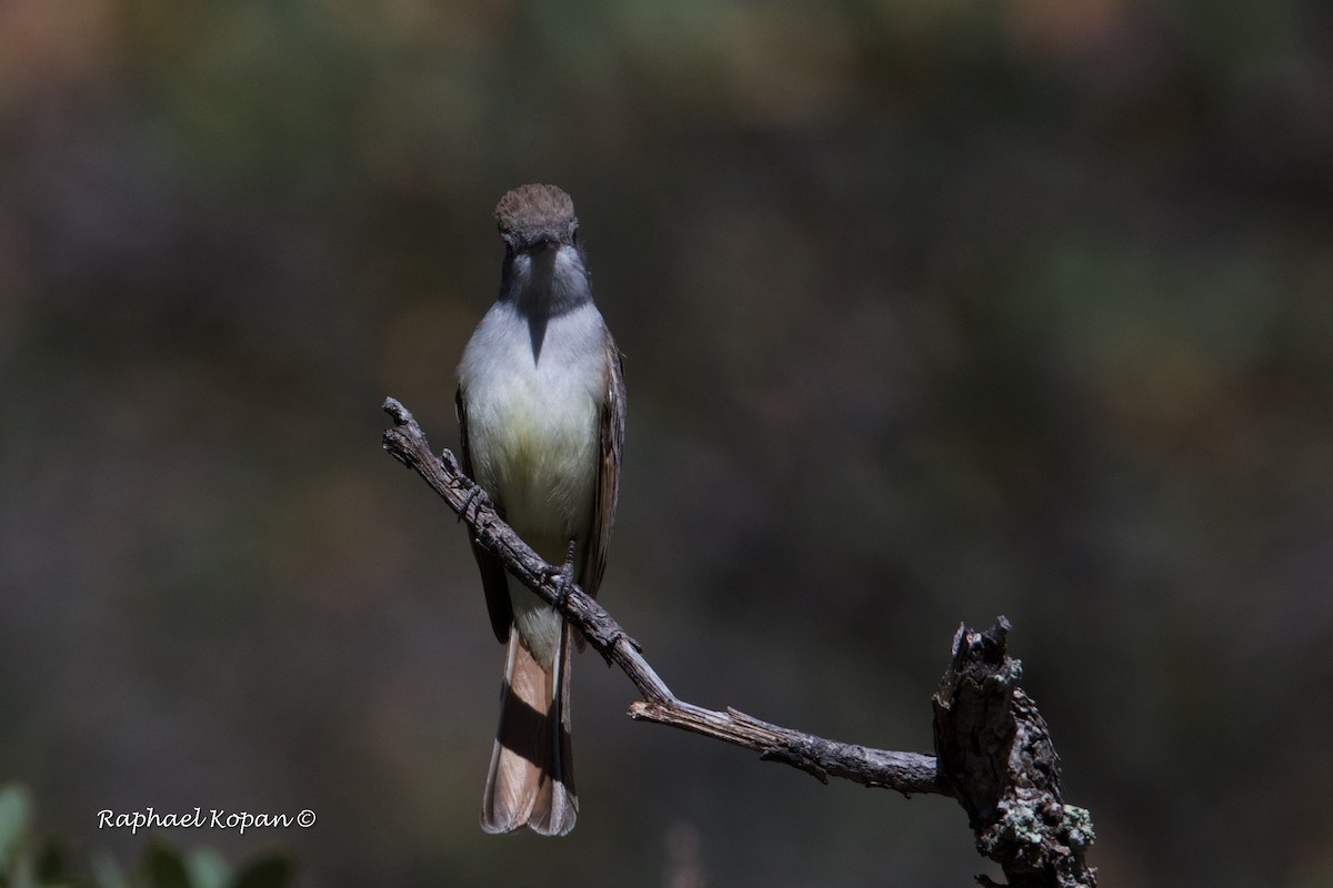 Dusky-capped Flycatcher - ML444673441