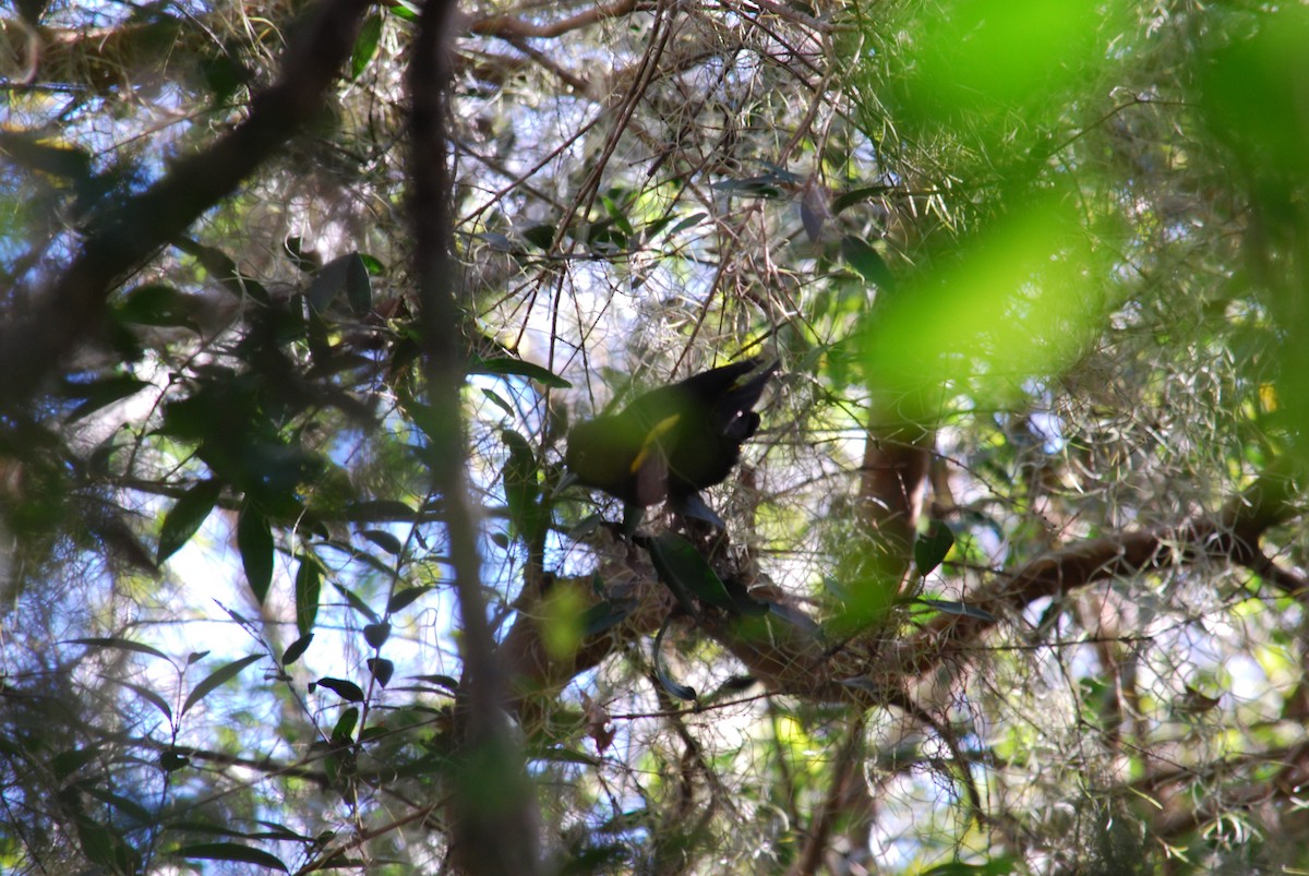 Golden-winged Cacique - ML444673451