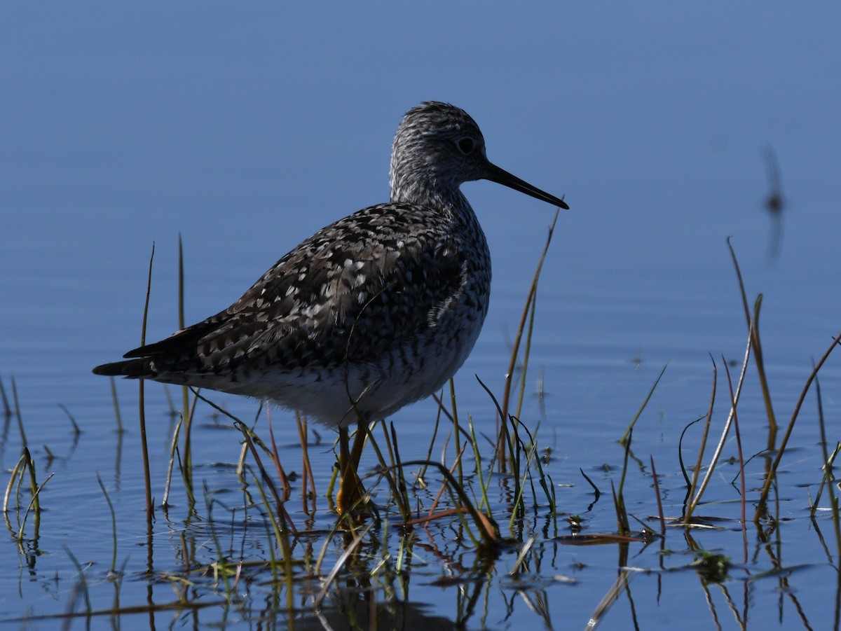 Lesser Yellowlegs - ML444673911