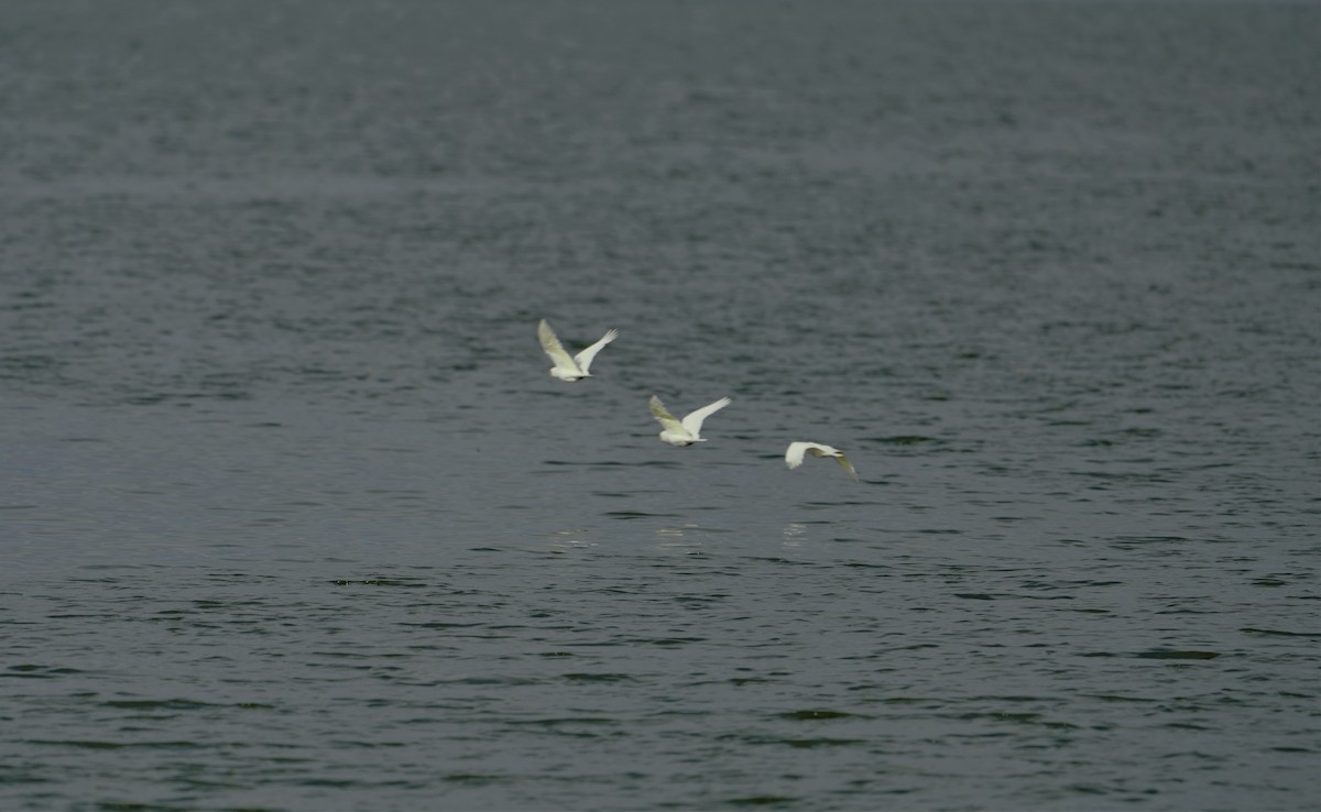 Sulphur-crested Cockatoo - ML444674051