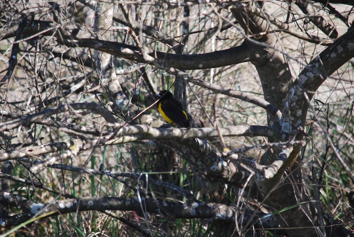 Yellow-rumped Marshbird - Laura Garcia