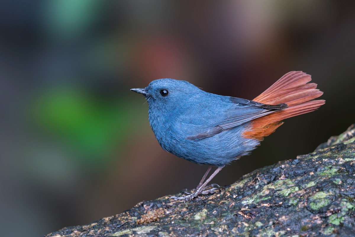 Plumbeous Redstart - Rajkumar Das
