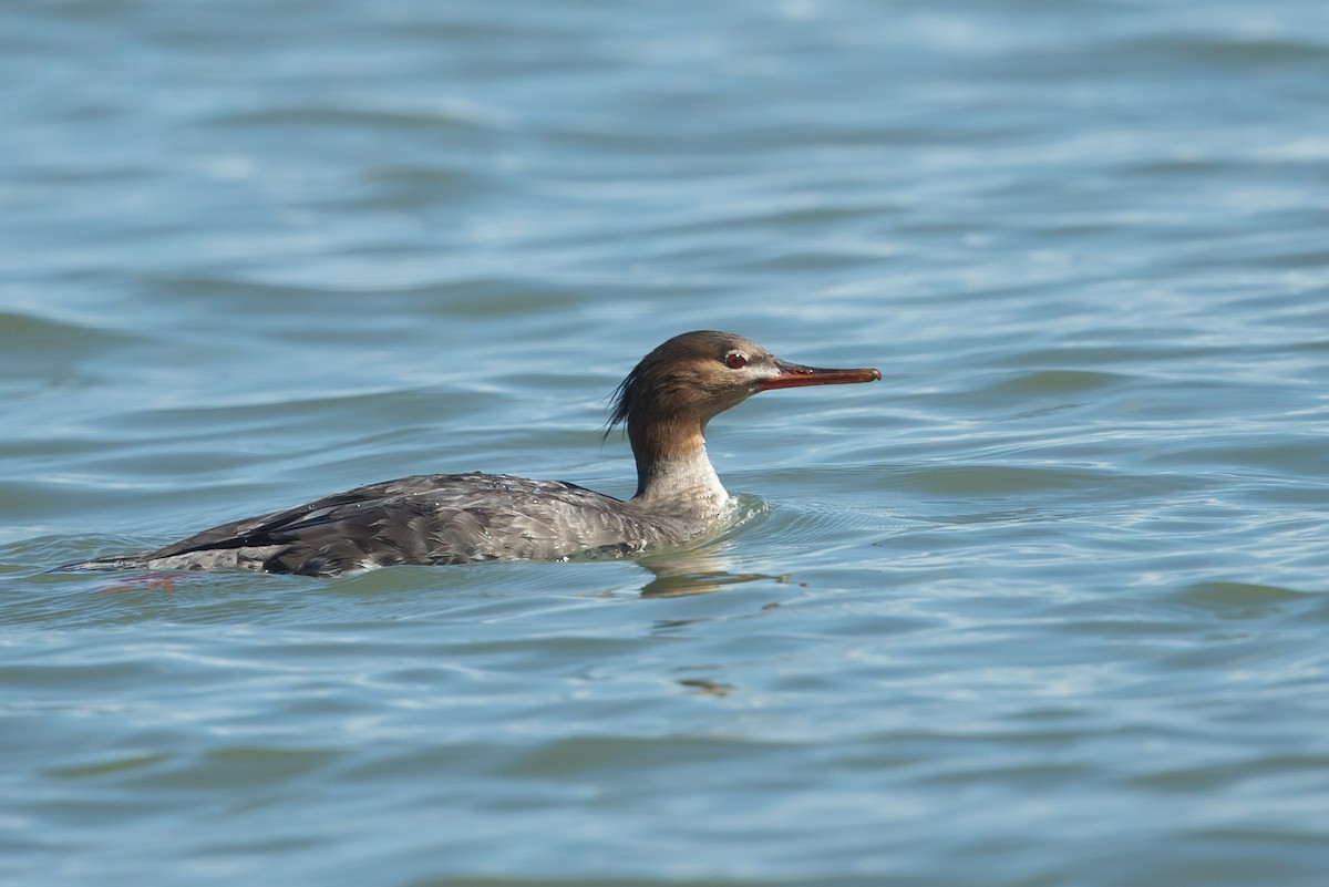 Red-breasted Merganser - ML444674431