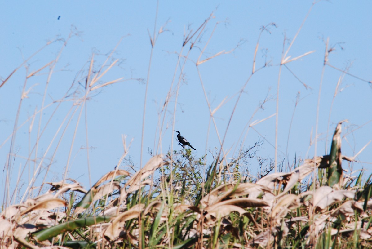 Anhinga - ML444674441