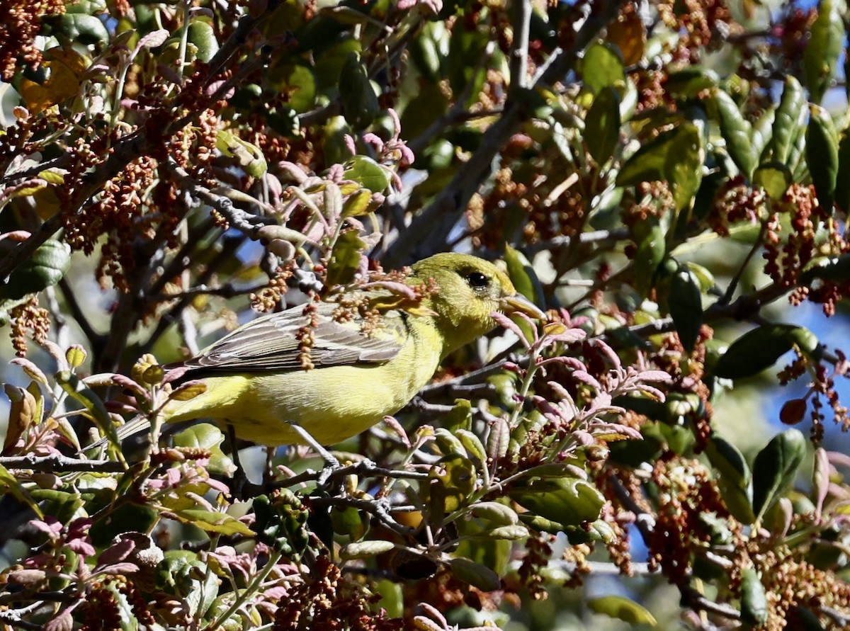 Western Tanager - ML444674911