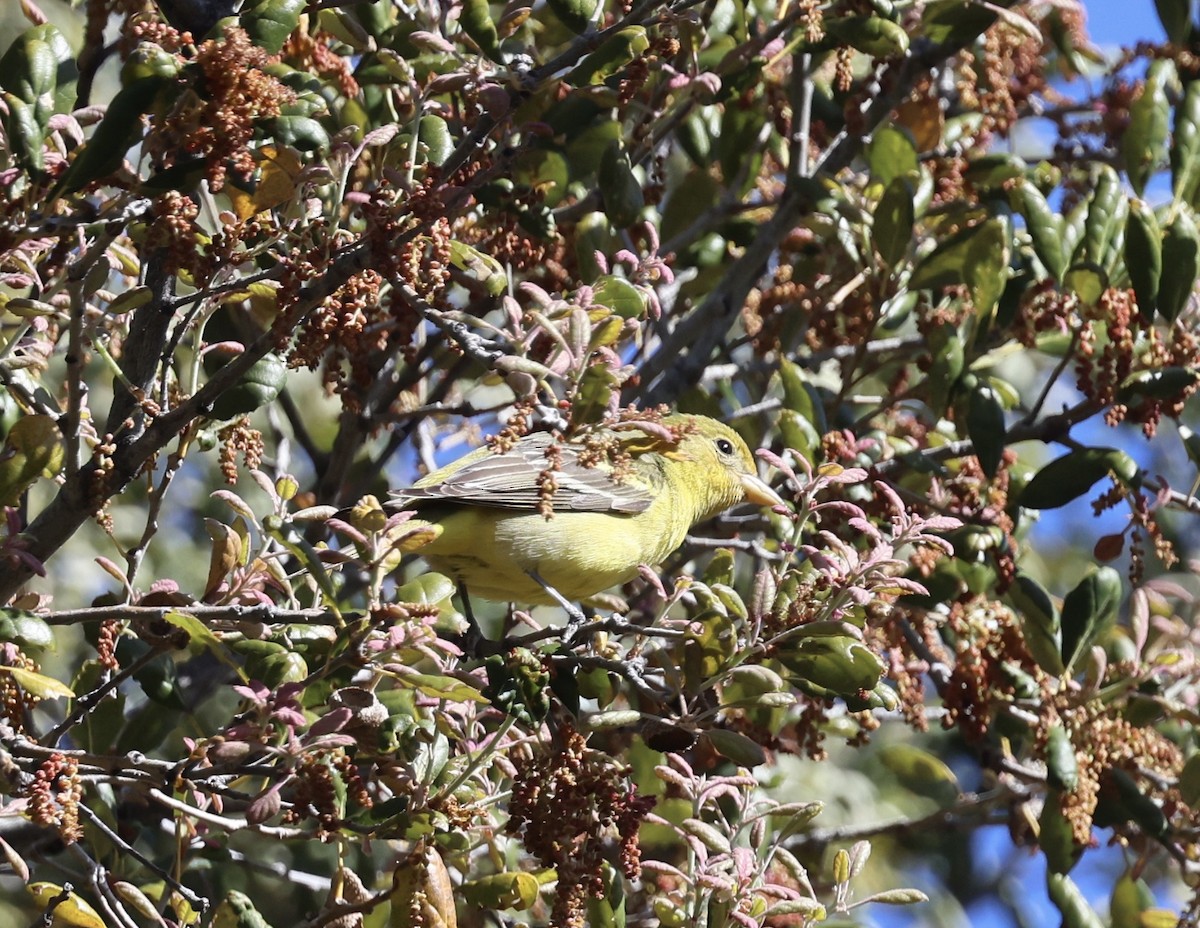 Western Tanager - Carolyn Thiele