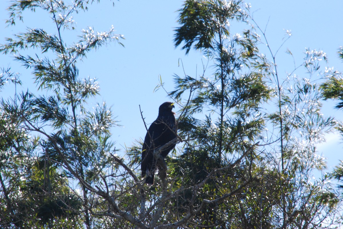 Busardo Urubitinga - ML444675081