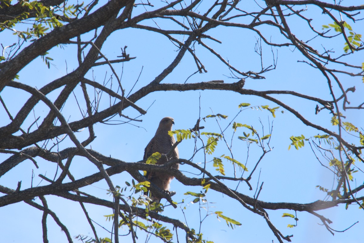 Savanna Hawk - Laura Garcia