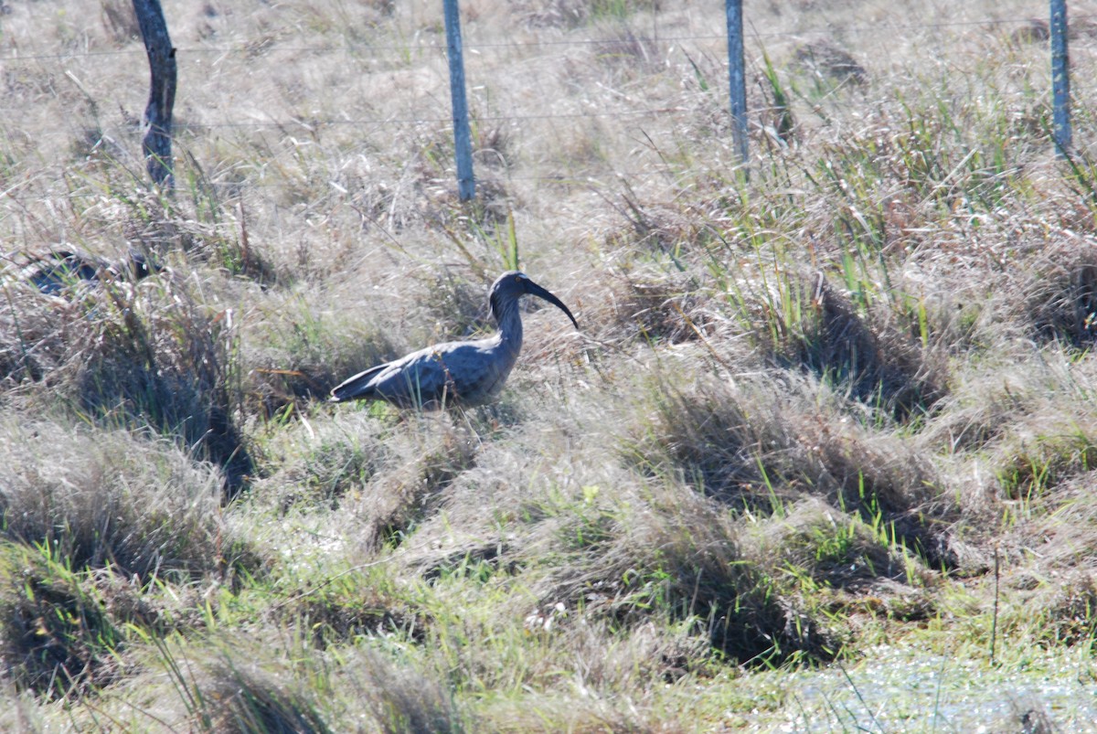 Ibis plombé - ML444675521