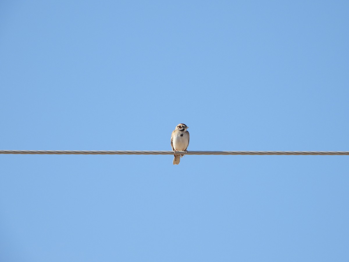 Lark Sparrow - ML444675951