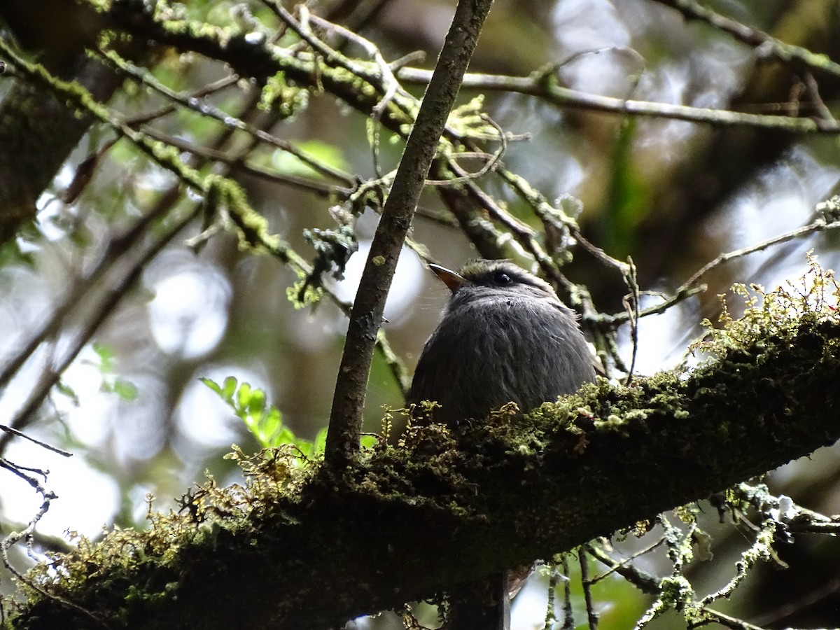 Crowned Chat-Tyrant - ML444676571