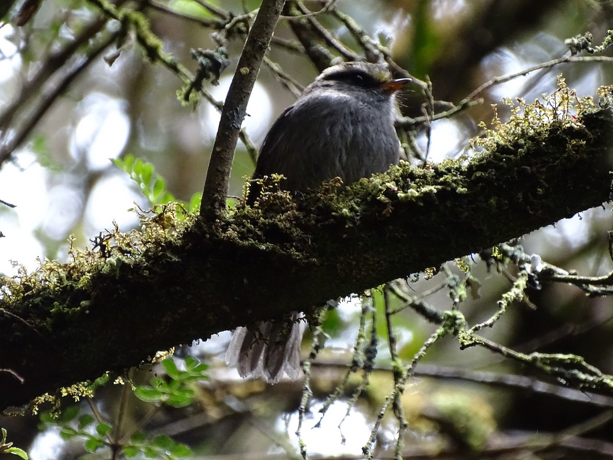 Crowned Chat-Tyrant - ML444676711