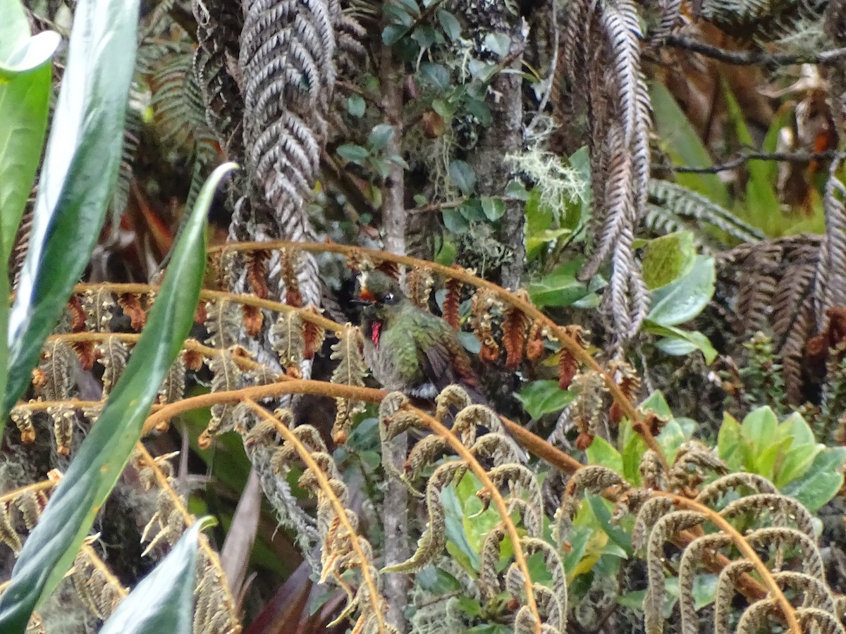 Rainbow-bearded Thornbill - ML444677241