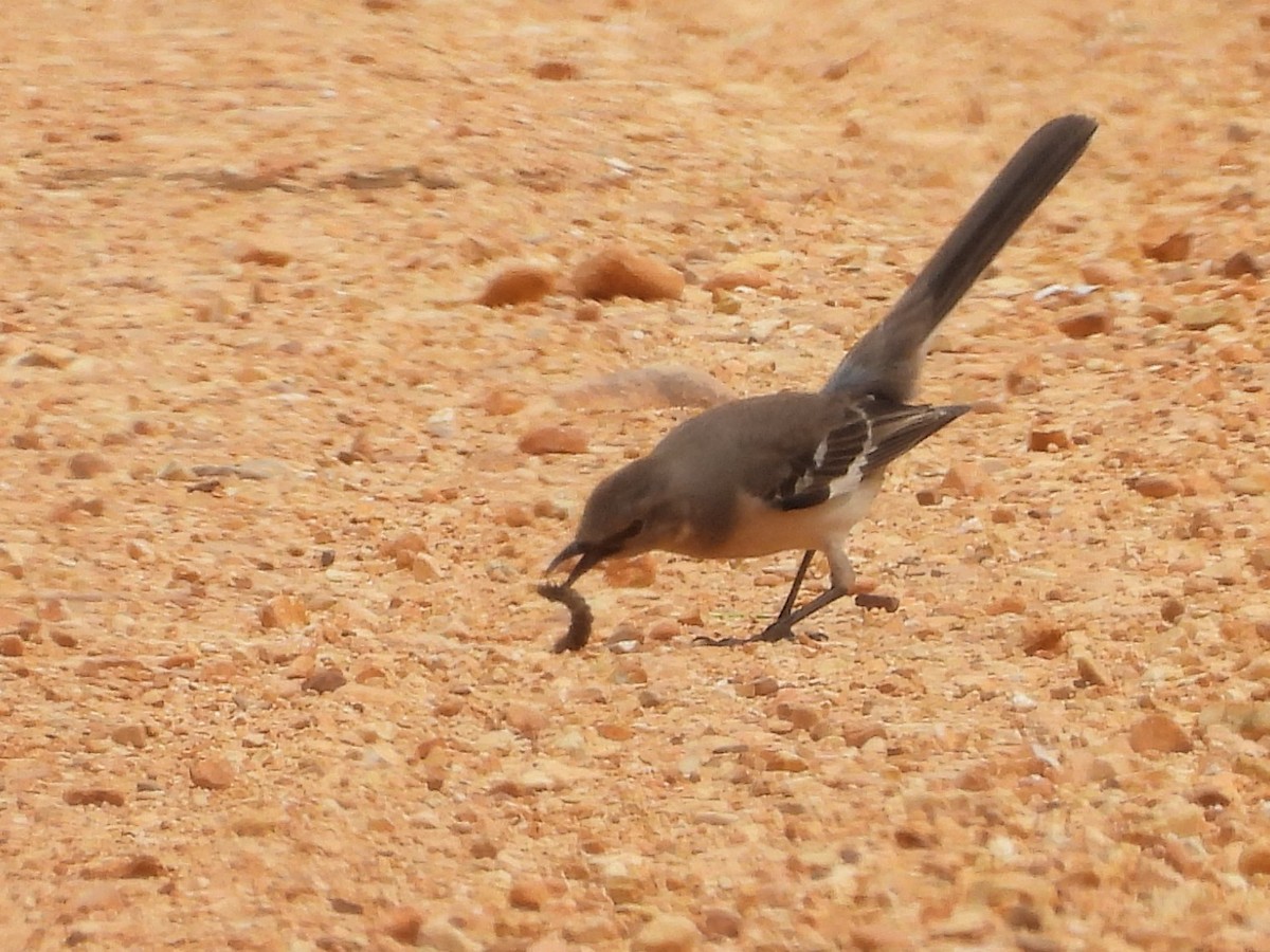 Northern Mockingbird - ML444677501