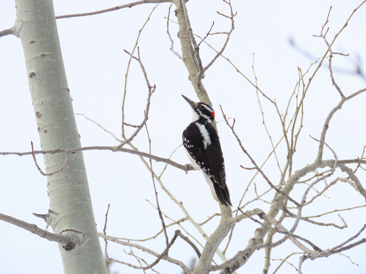 Hairy Woodpecker - Andrew Pratt