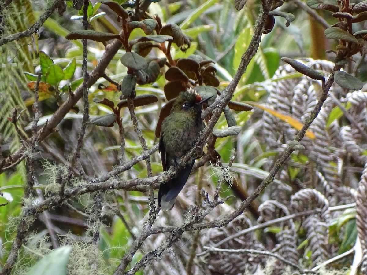 Rainbow-bearded Thornbill - ML444677931