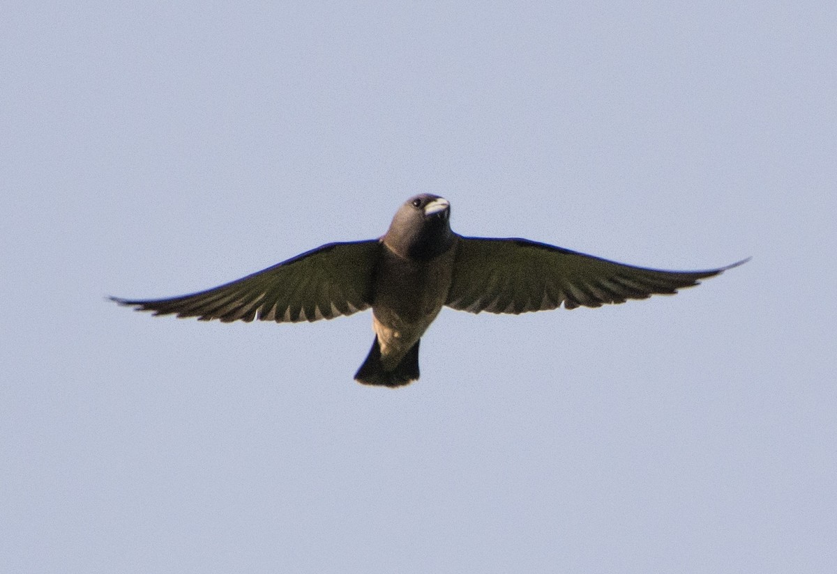 Ashy Woodswallow - ML444679791