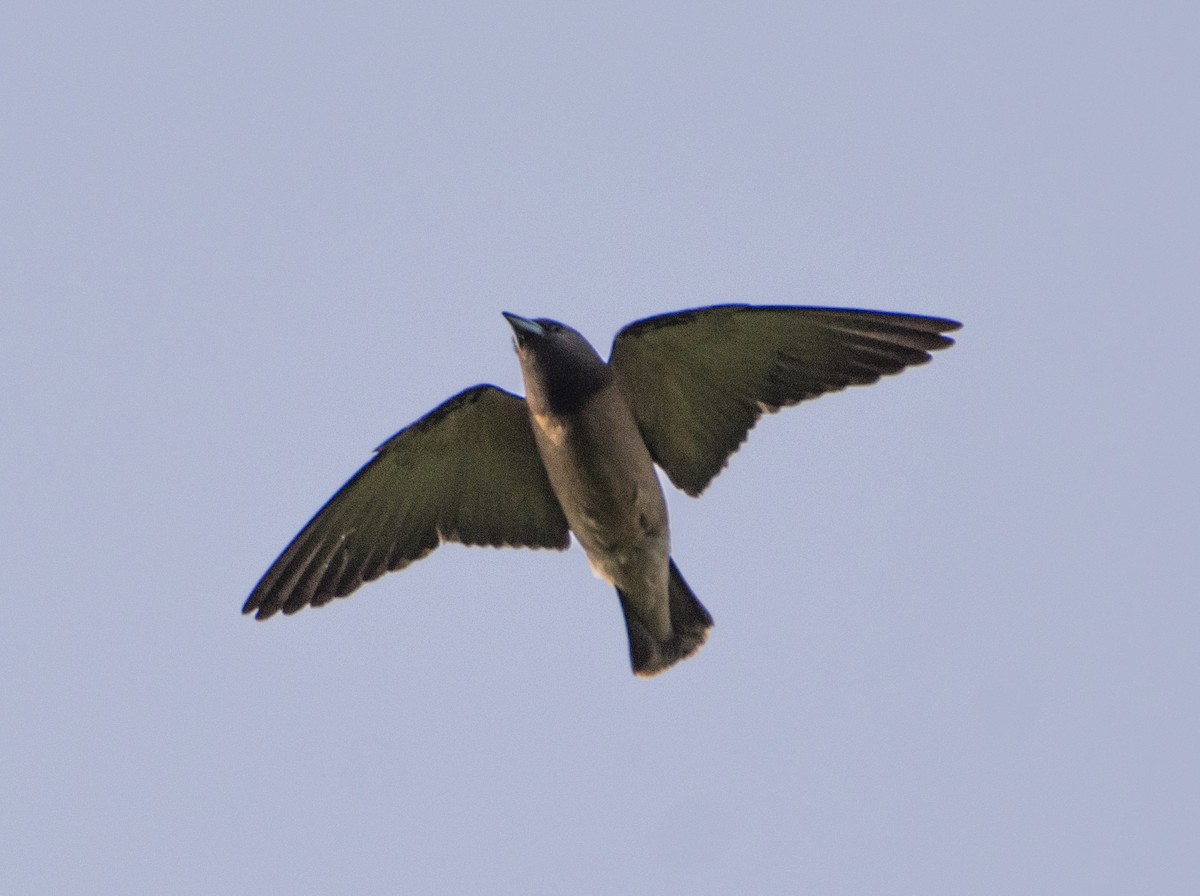 Ashy Woodswallow - SWARUP SAHA