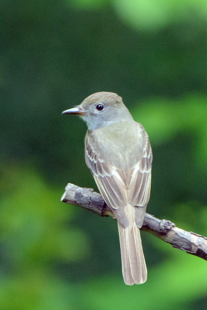Great Crested Flycatcher - ML444681581