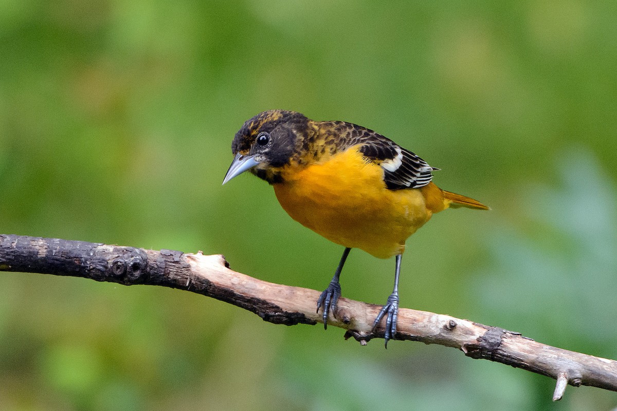 Baltimore Oriole - Naseem Reza