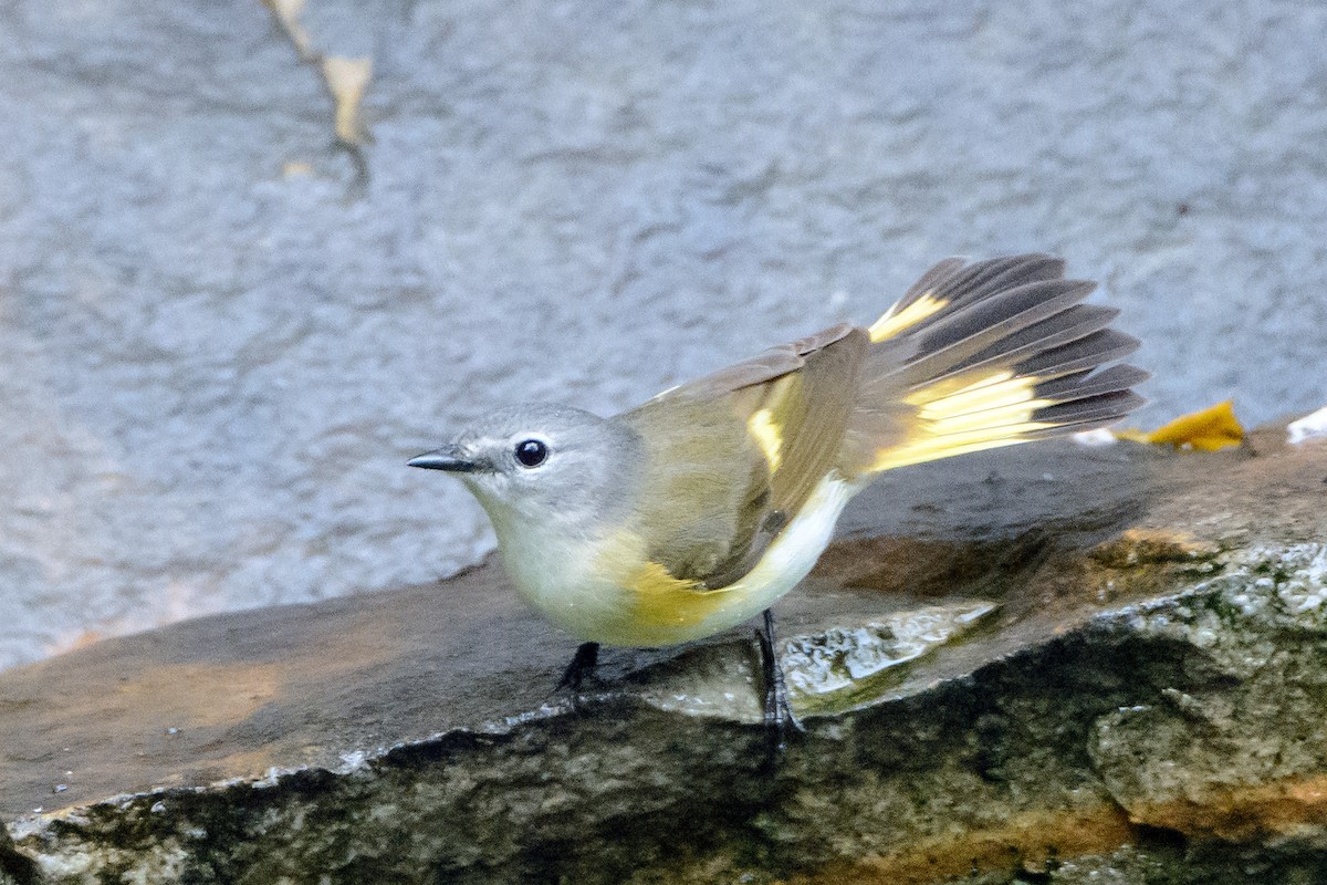 American Redstart - Naseem Reza