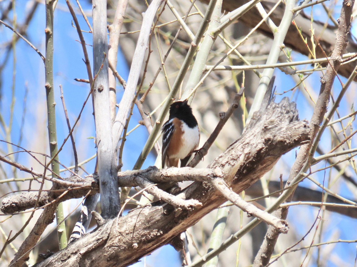 Spotted Towhee - ML444683141