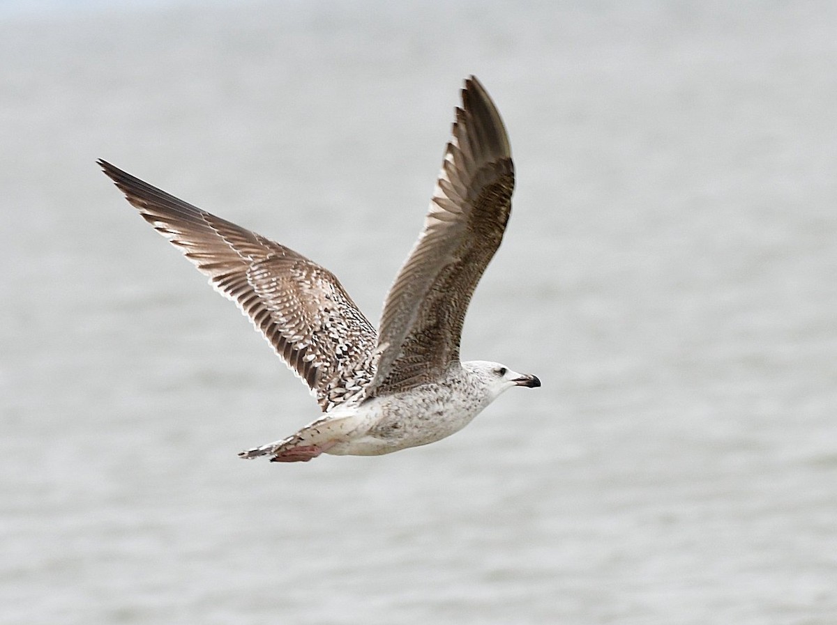 Great Black-backed Gull - Jerry Chen