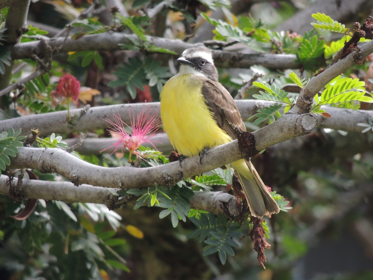 Social Flycatcher - ML444687421