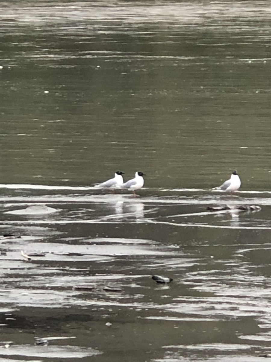 Bonaparte's Gull - ML444690541