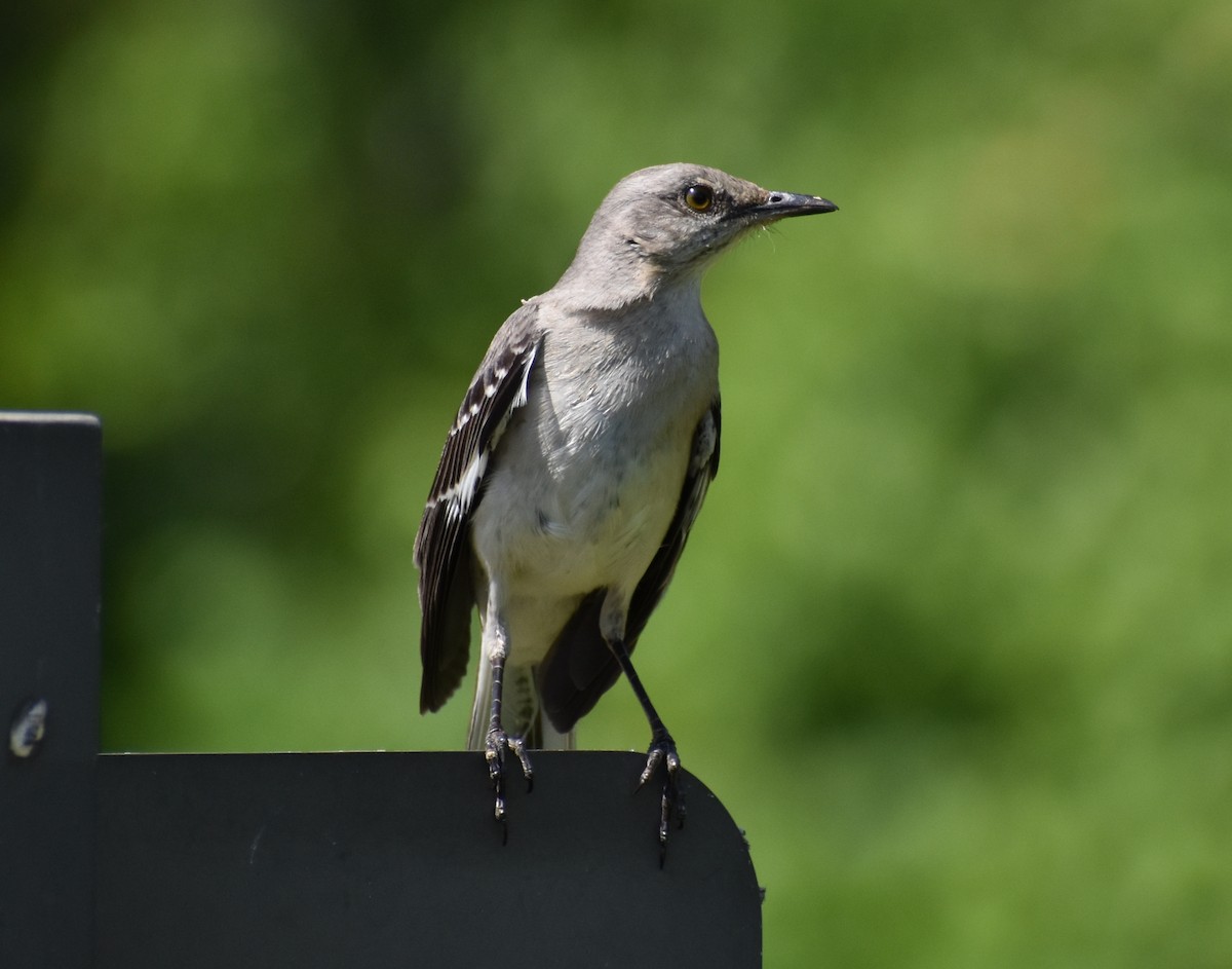 Northern Mockingbird - ML444693361