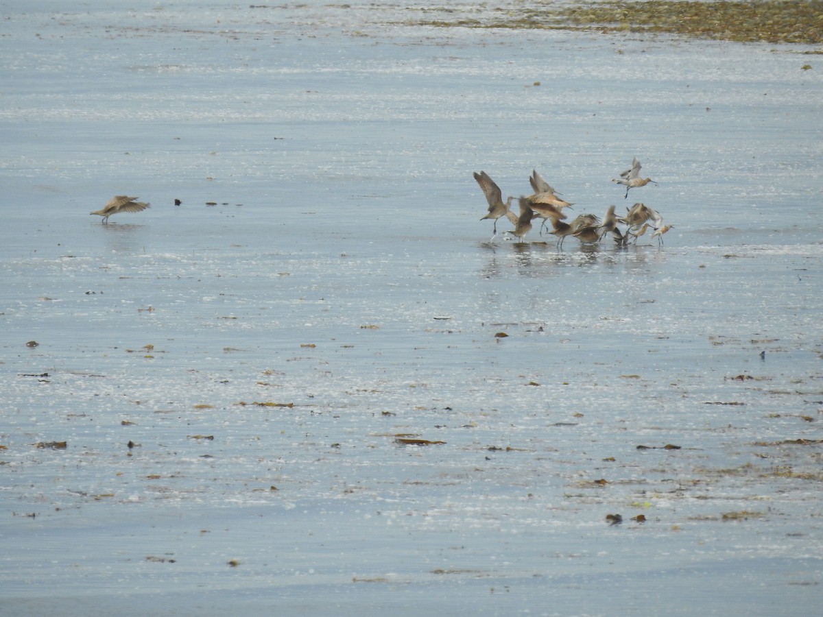 Bar-tailed Godwit (Siberian) - ML444693851