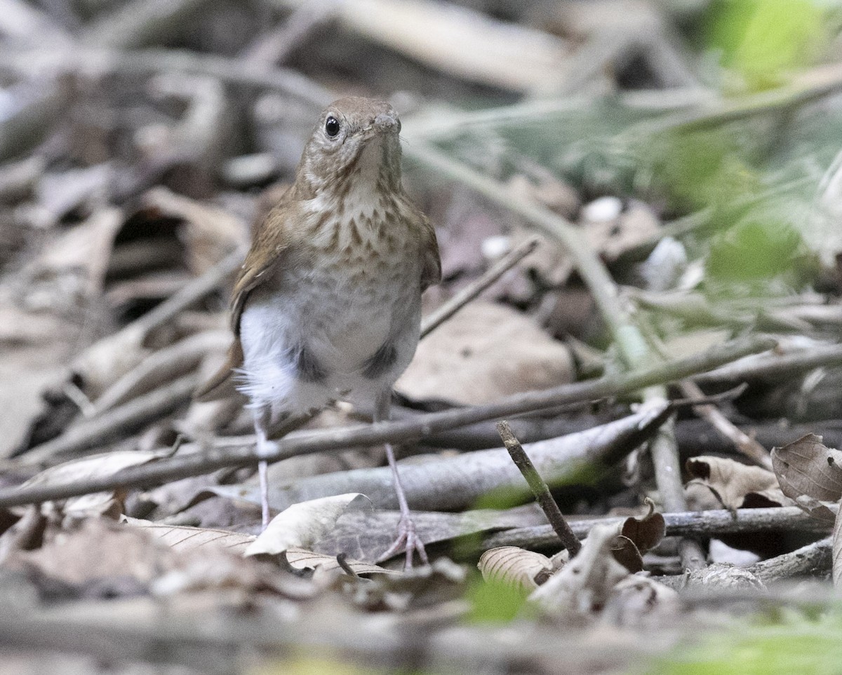 Veery - Ottoniel Cojulun